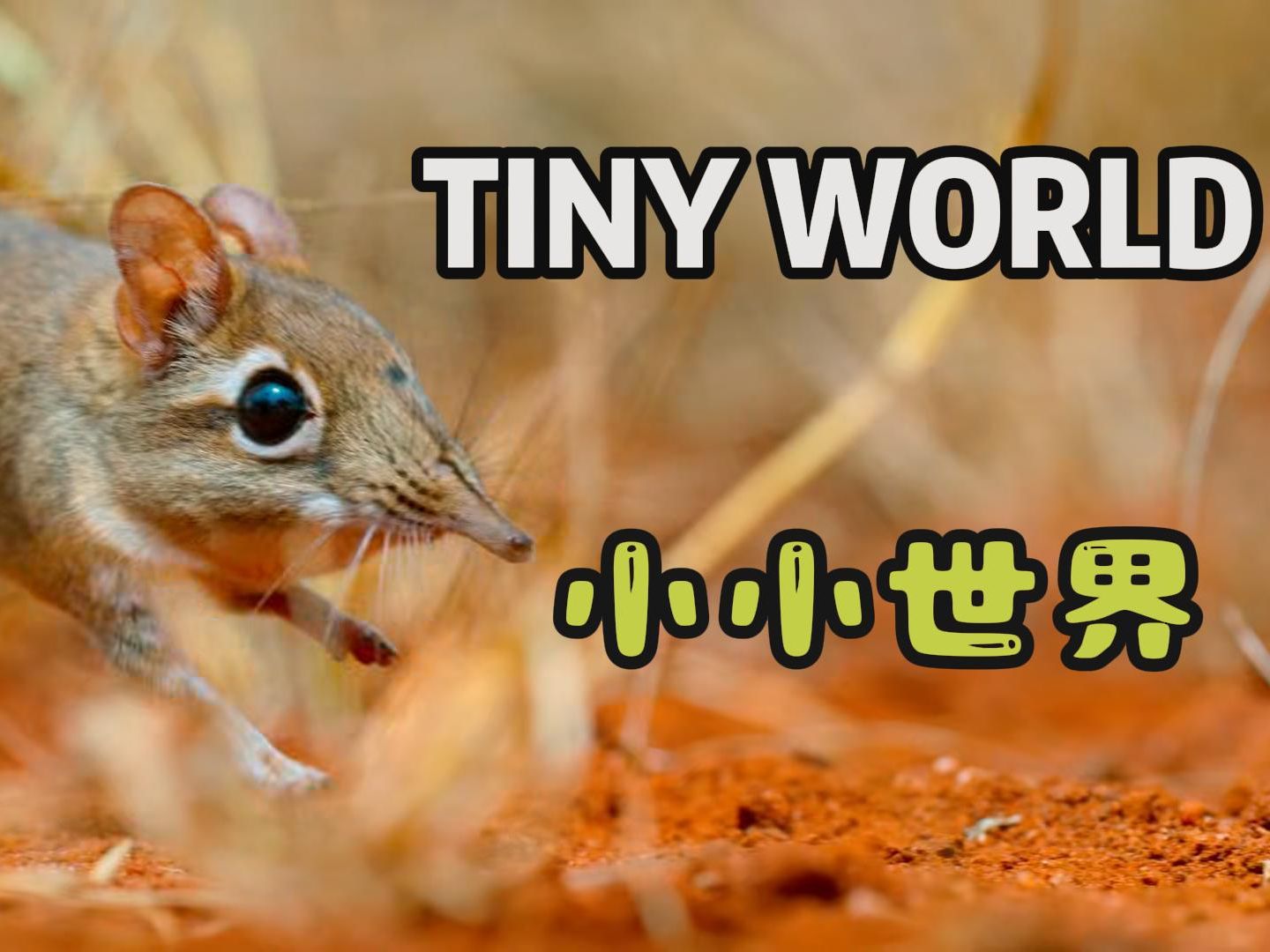 [图]（中文解说）豆瓣高分纪录片《Tiny World》小小世界第一季第一集：非洲大草原