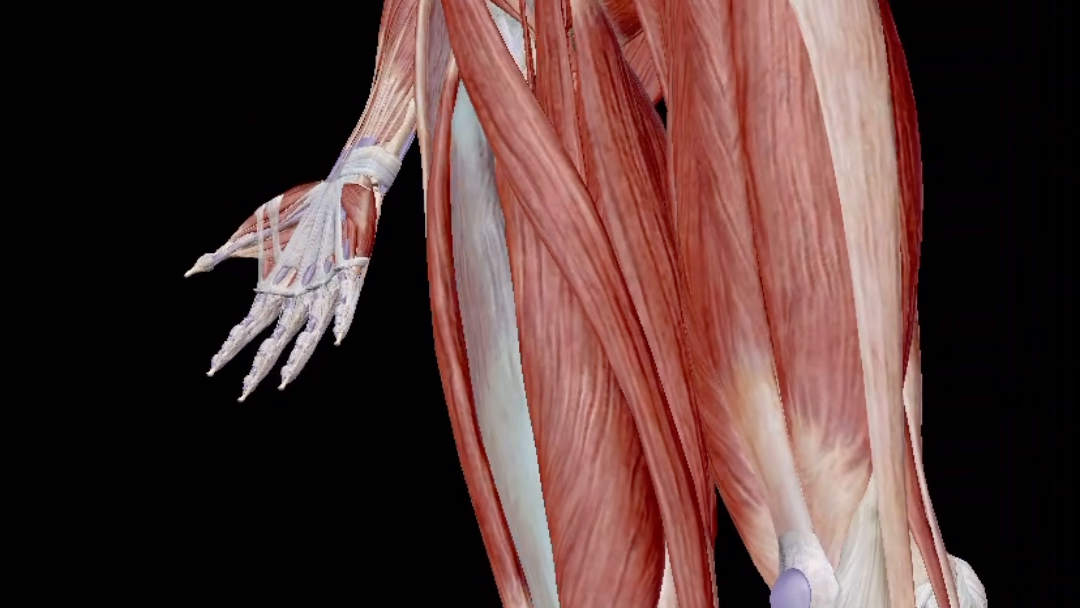 第7集 健身教练才知道的肌肉知识之股中间肌(肌肉解剖学)