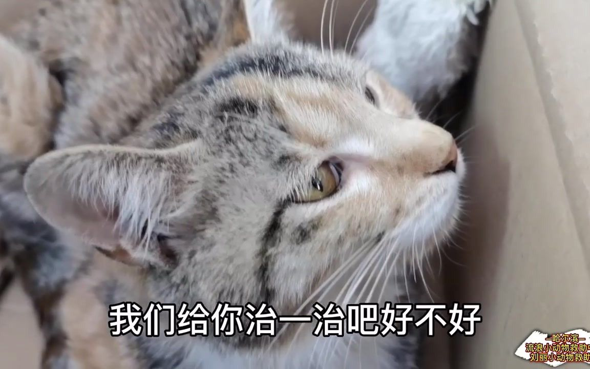 【哈尔滨市刘丽小动物救助站】救助站救助的患病猫咪.猫猫患病被遗弃,这是它们的错还是主人的错?哔哩哔哩bilibili