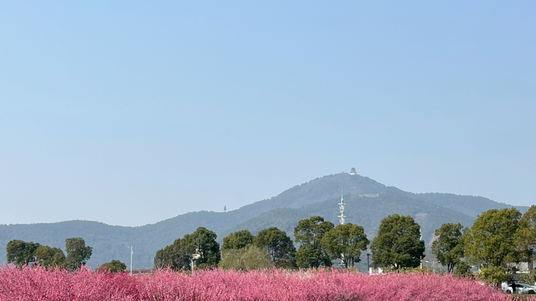 苏州黄桥梅花园&西山消夏湾梅花