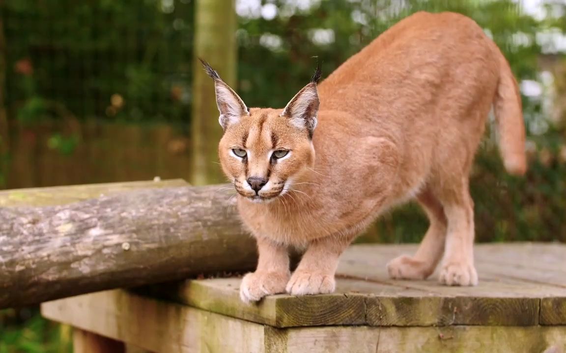 【狞猫】狞猫格里芬在保护区的第九个生日!狞猫体型真的好大!