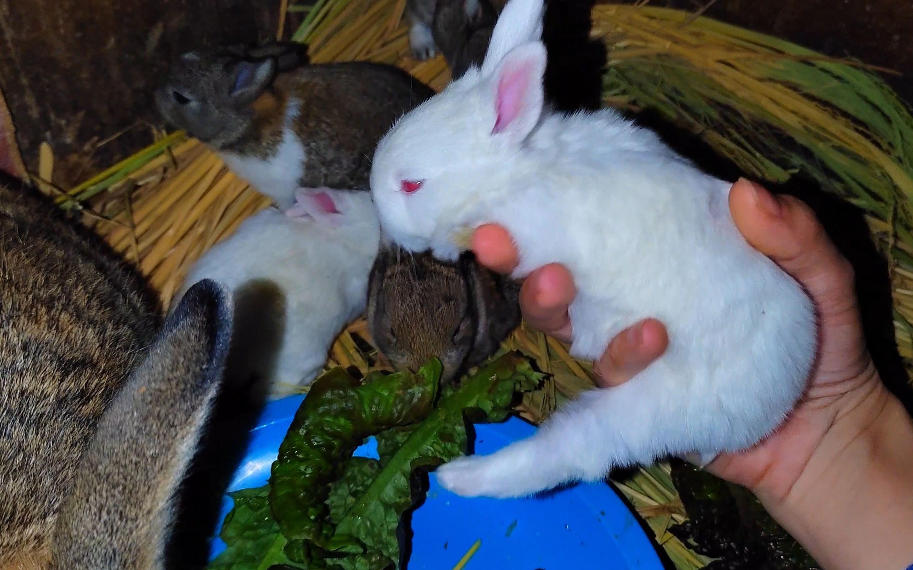 【幼兔吃奶】超迷你兔,可可爱爱