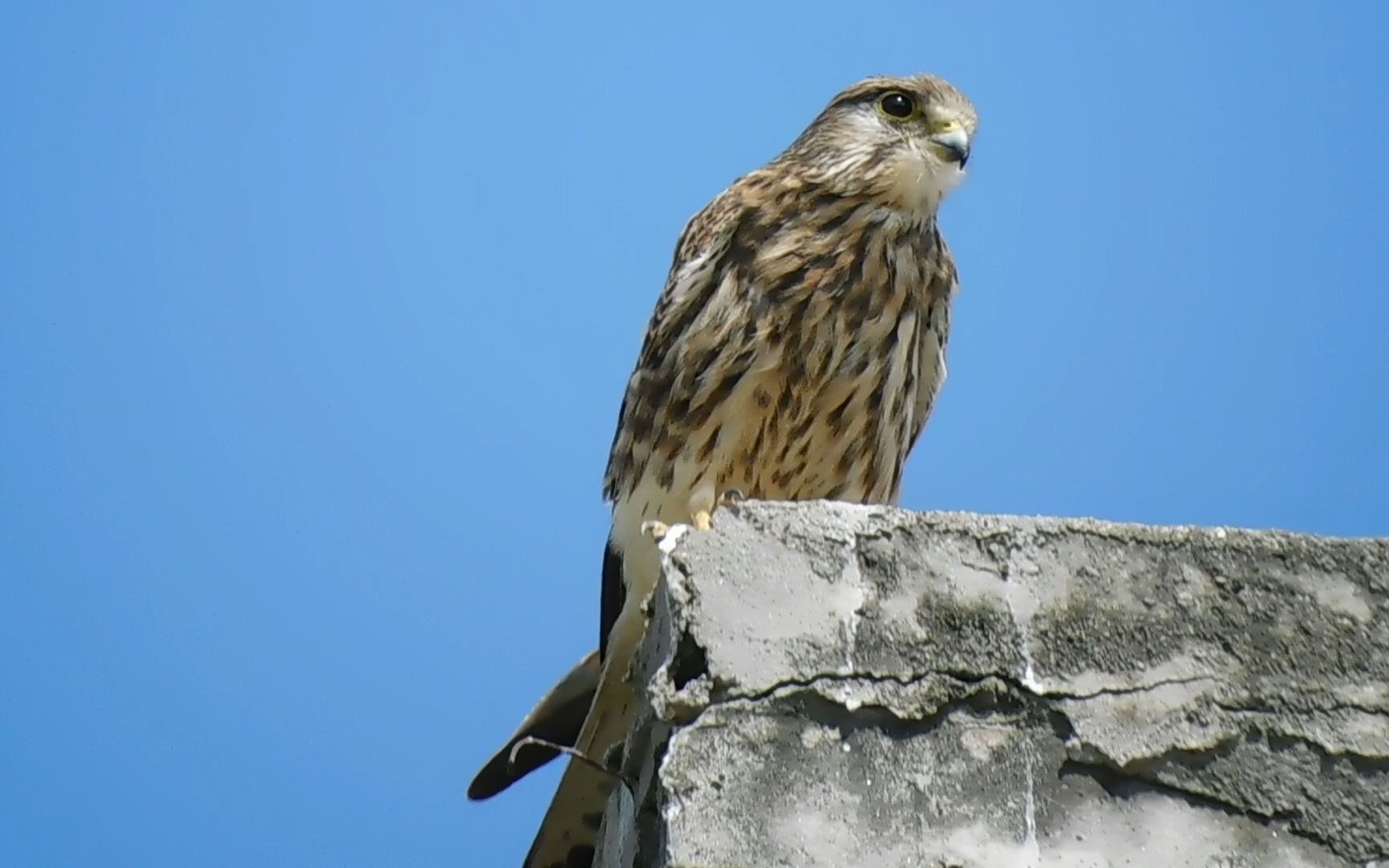 梳理羽毛的红隼母鸟