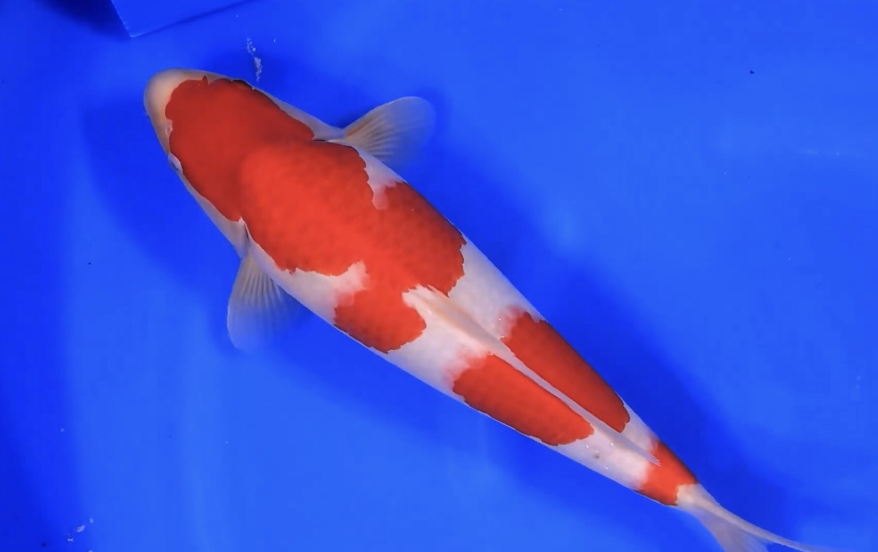 三段红白锦鲤,大模样潜力股滴極上观赏鱼.
