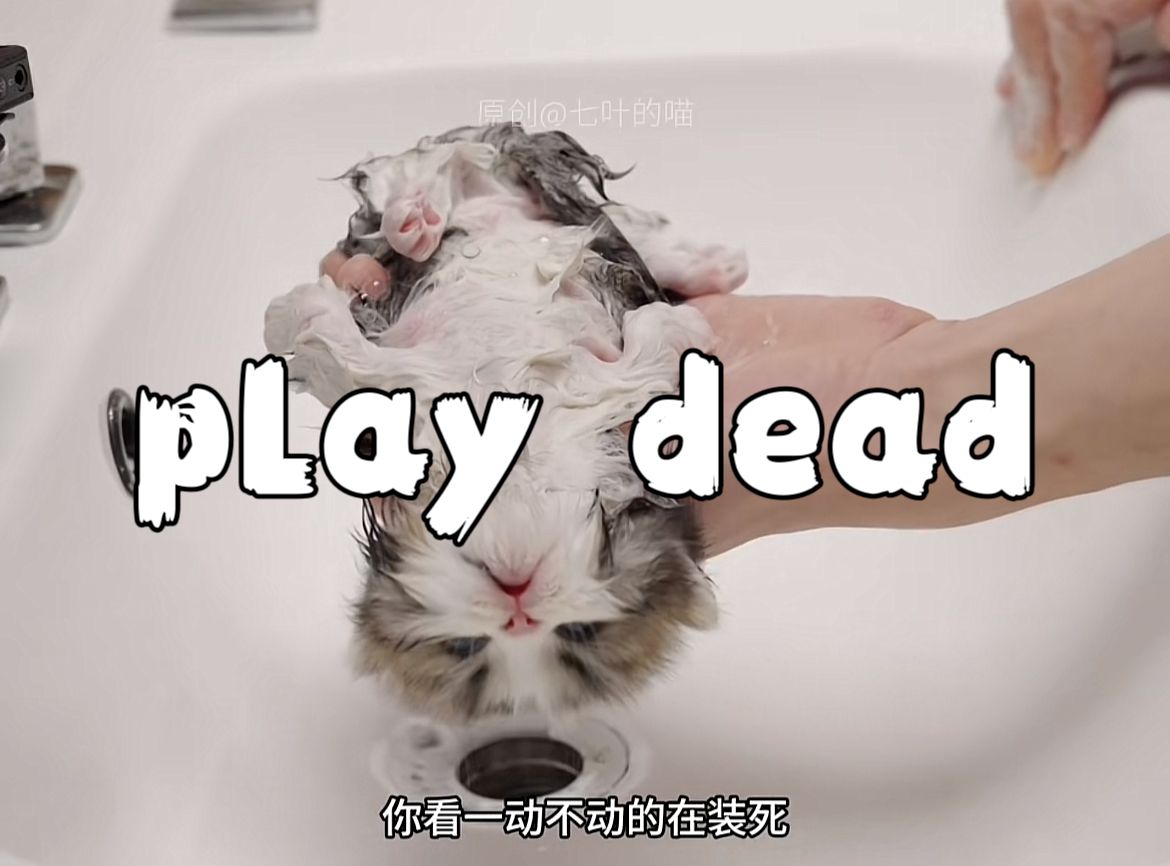 单词速通 play dead哔哩哔哩bilibili