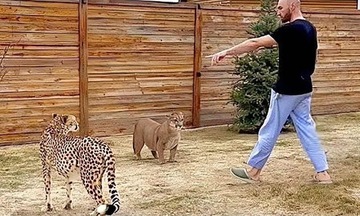 当猎豹突然冲向美洲狮梅西.