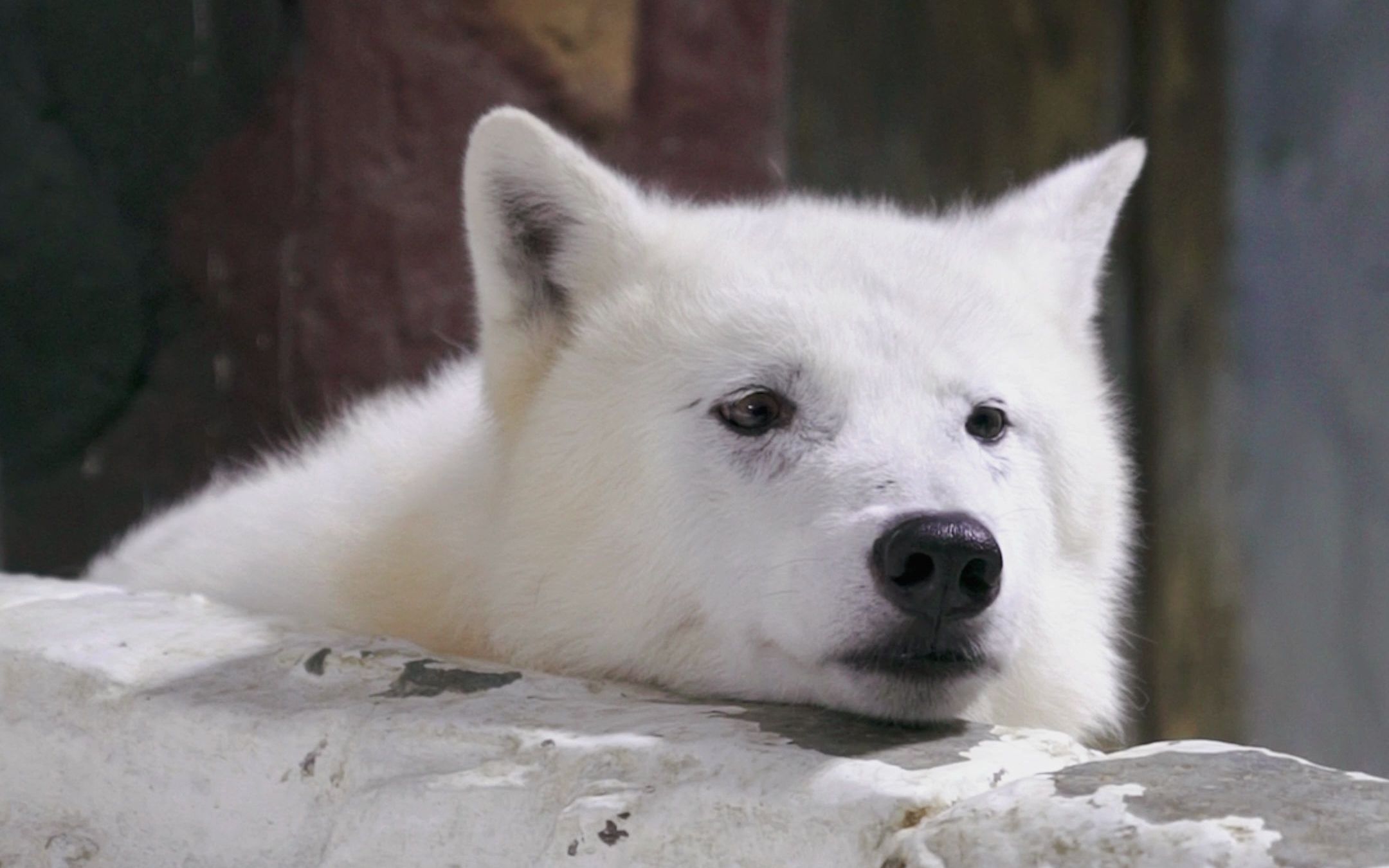 单身久了,看个北极狼都眉清目秀得