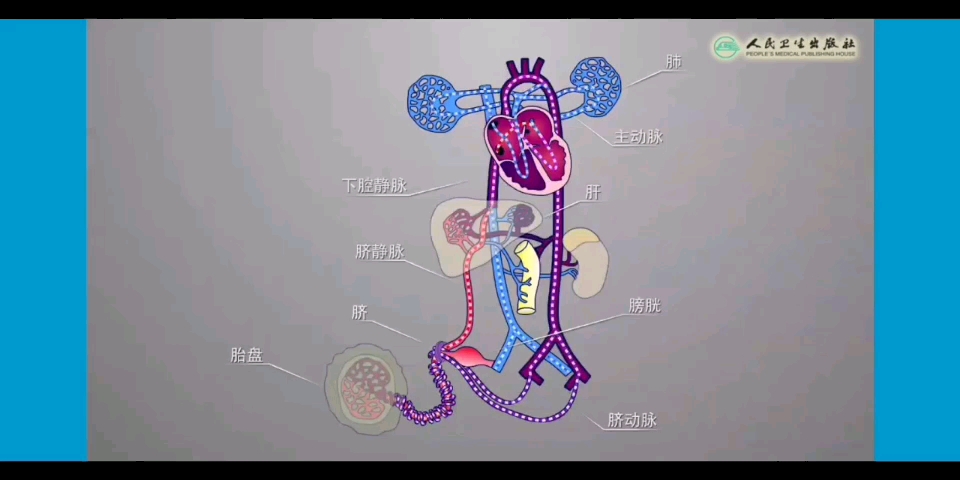 [图]【儿科学】胎儿血液循环