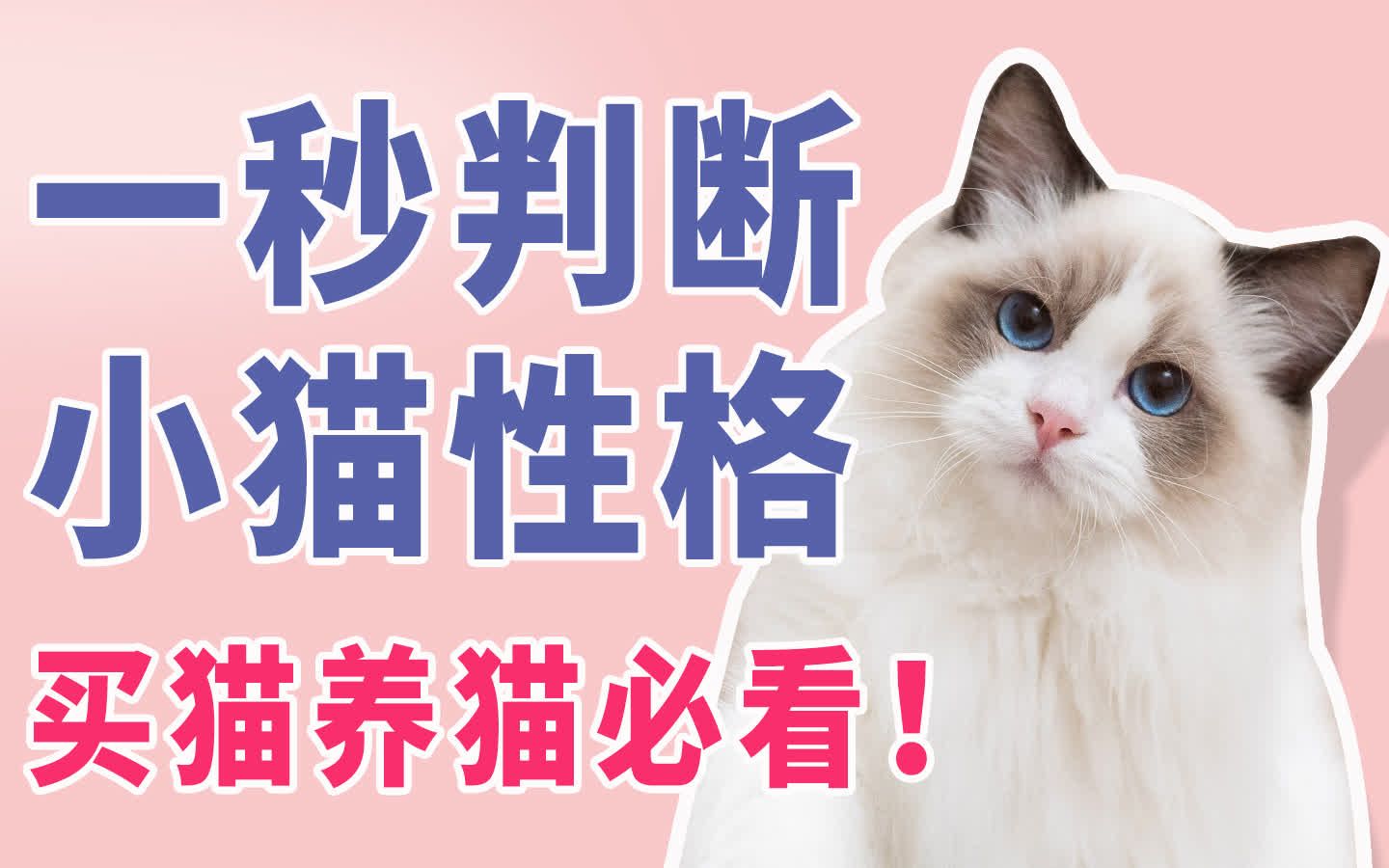 一秒判断小猫性格买猫养猫必看!美短英短布偶暹罗橘猫田园猫哔哩哔哩bilibili