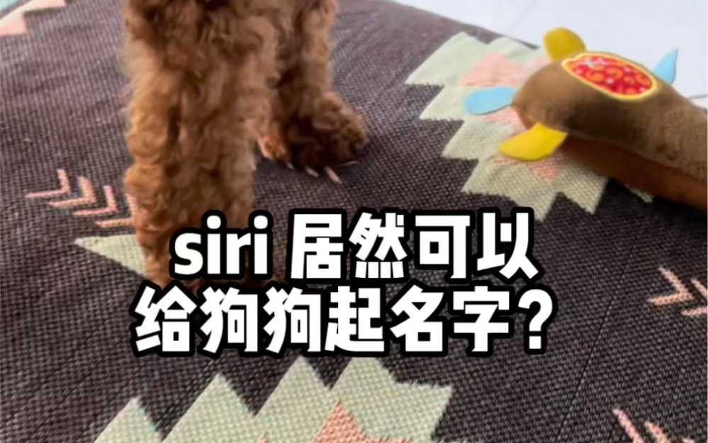 千万别用Siri 给修狗取名字,因为你不知道她会问出什么样的问题来……哔哩哔哩bilibili