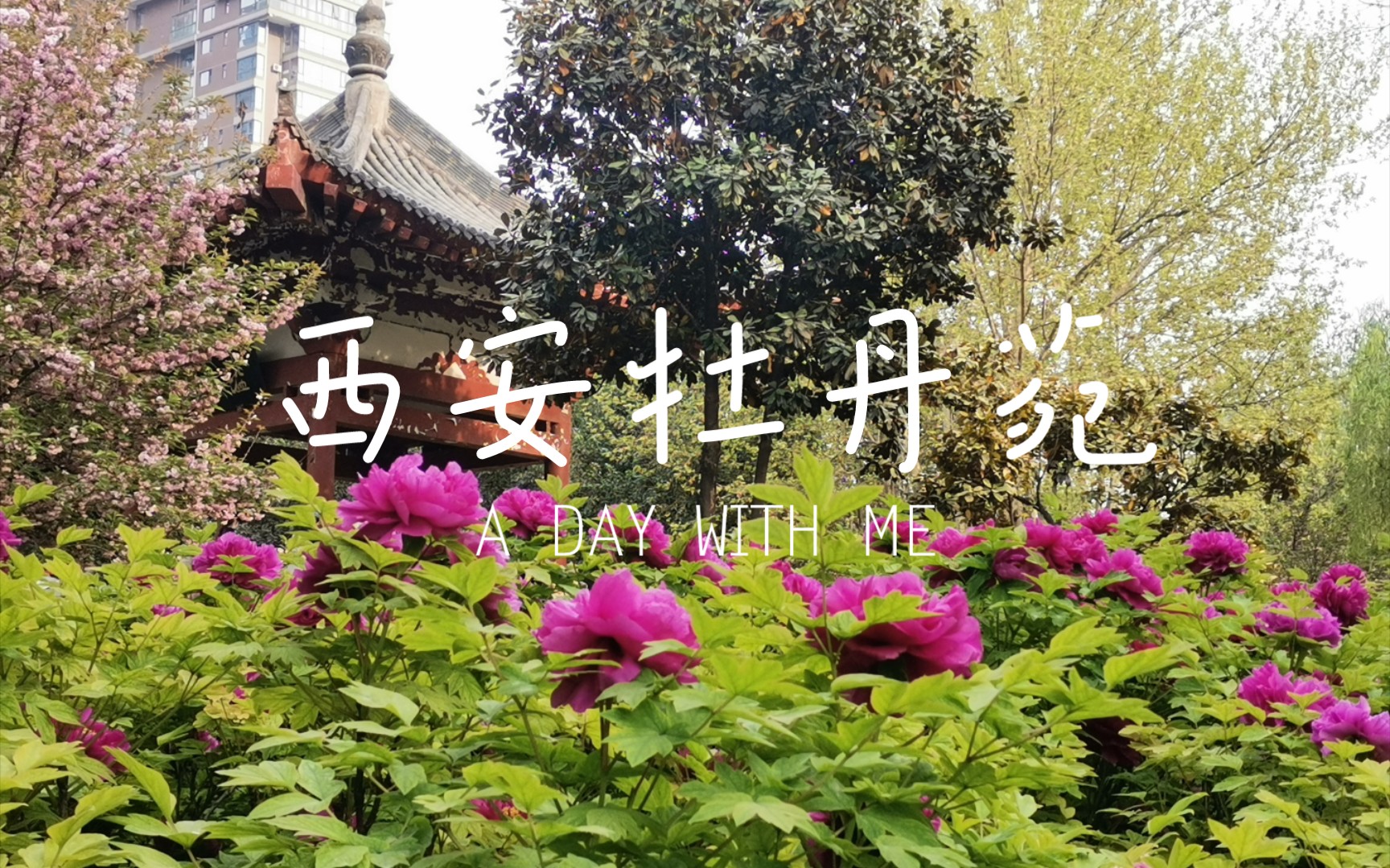 清明赏花–西安牡丹苑