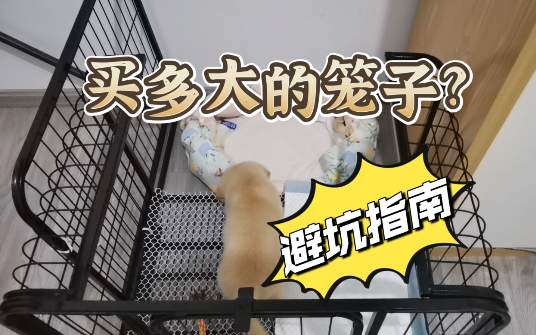 幼犬到家,买多大的笼子最合适?新手避坑指南来了哔哩哔哩bilibili