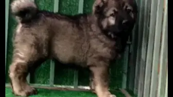 高加索犬 幼犬北斗 哔哩哔哩 Bilibili