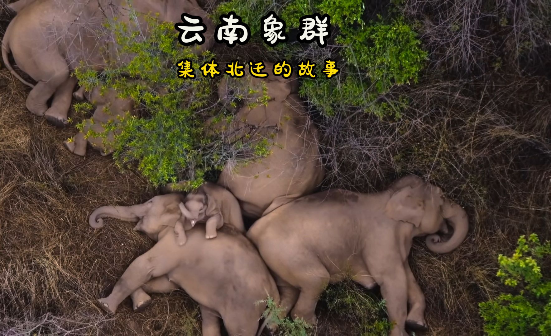 云南象群集体北迁