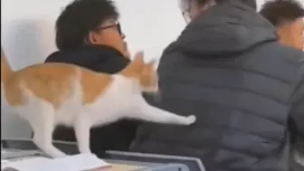 Télécharger la video: 猫猫：这届新生太不懂事了！