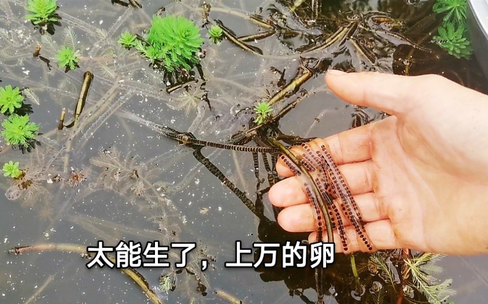 10月农村田里随处可见的蟾蜍卵为什么鸭子却不会吃呢