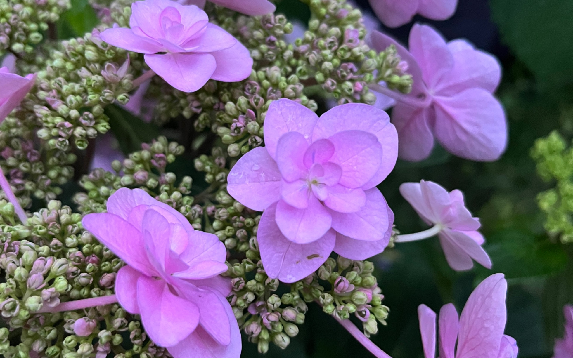 开箱王大爷的九重樱绣球