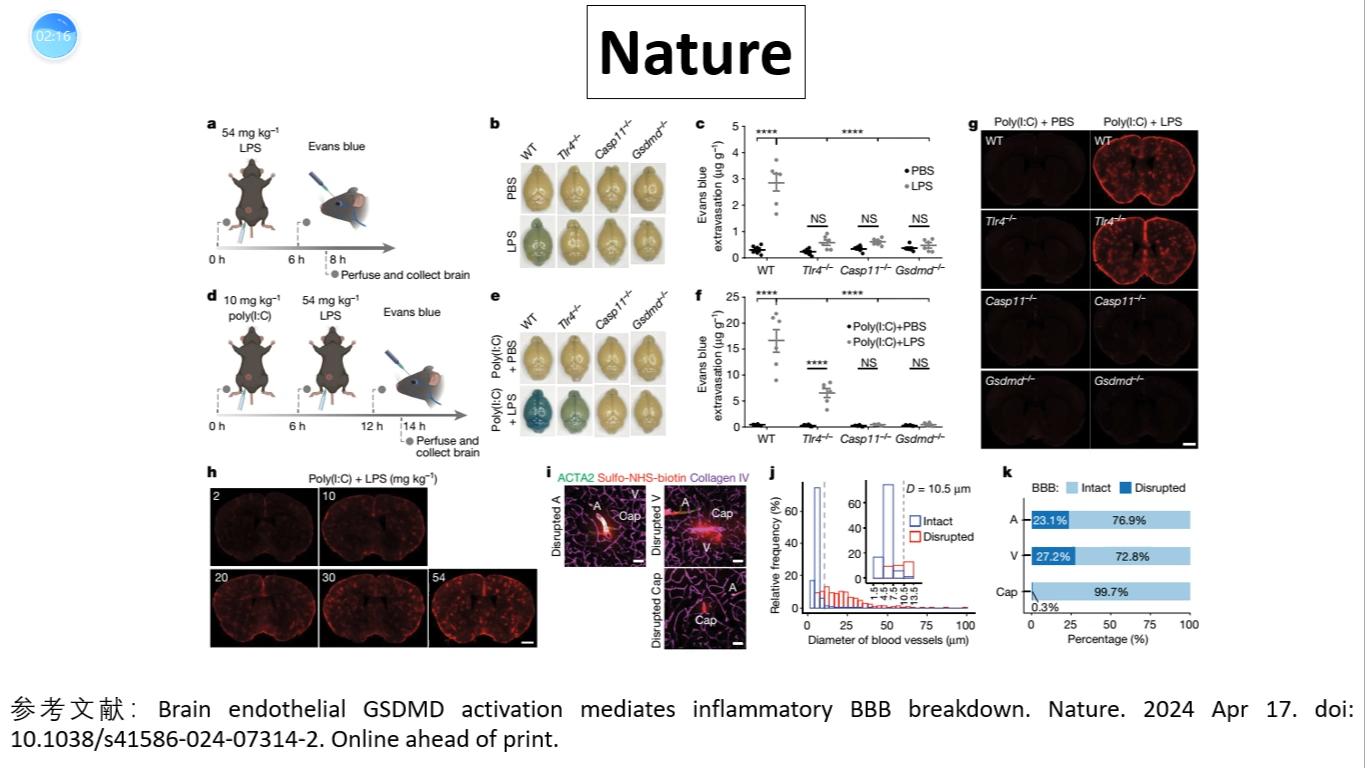 Nature—北京生命科学研究所邵峰院士重磅突破:脑内皮细胞GSDMD激活驱动炎症相关的血脑屏障破坏过程哔哩哔哩bilibili