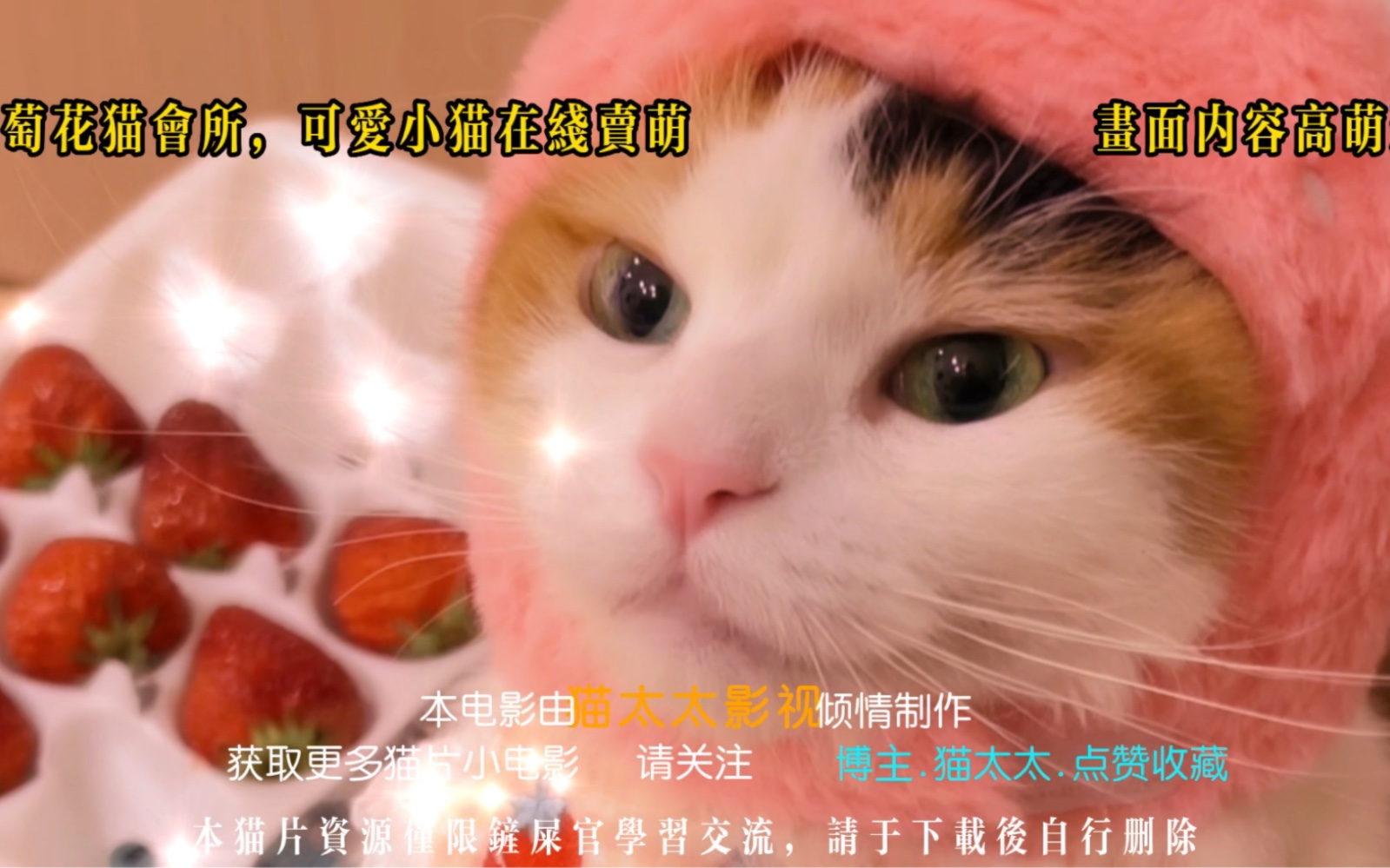 猫片资源获取链接哔哩哔哩bilibili