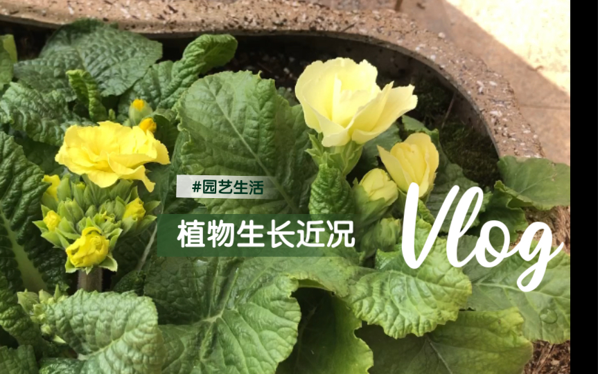 唠一下植物的生长现状哔哩哔哩bilibili