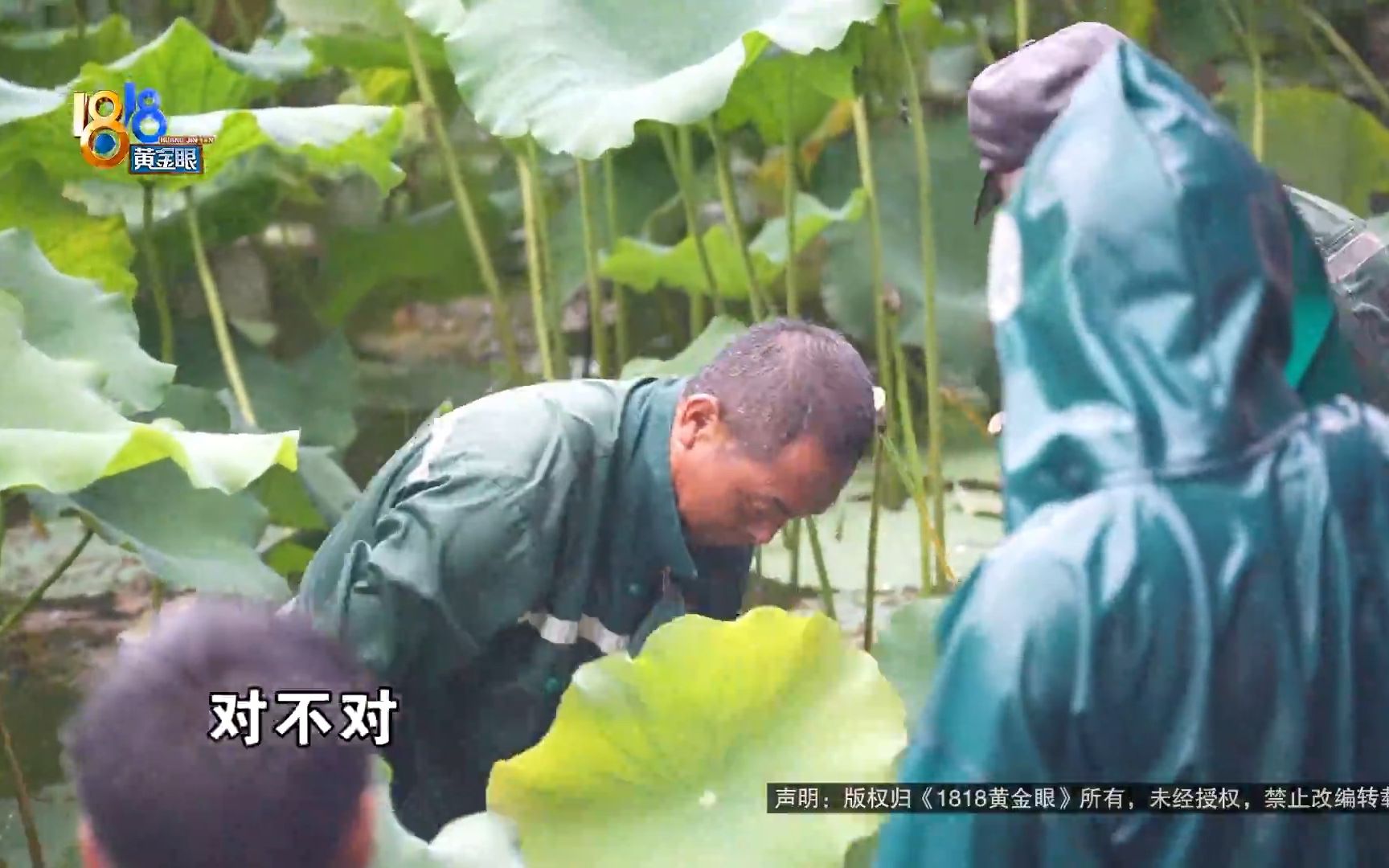 【1818黄金眼】西湖断桥边 养护人冒雨补种荷花哔哩哔哩bilibili