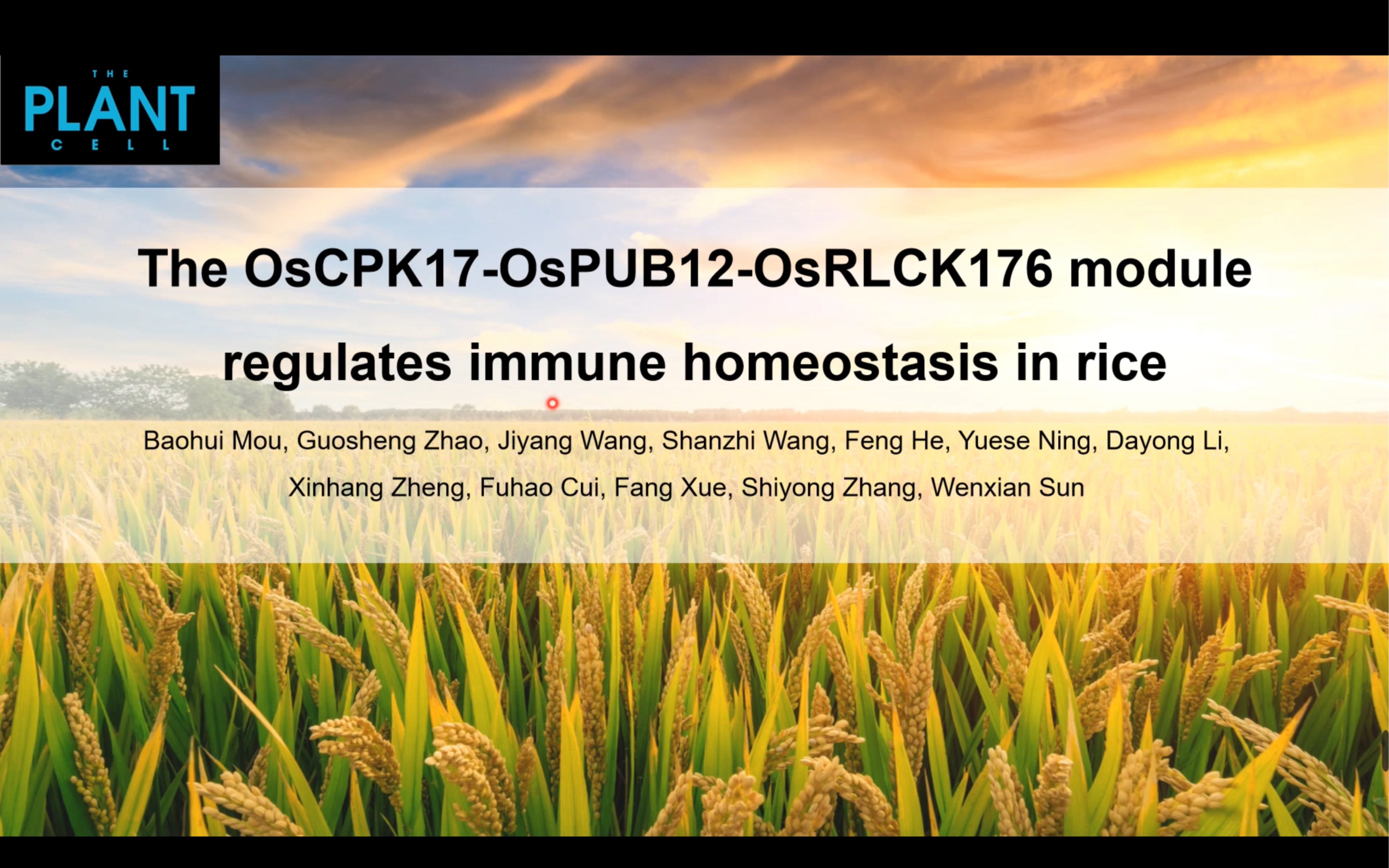 [图]【文献讲解3】中国农业大学/吉林农业大学孙文献教授团队The Plant Cell 发表文章：水稻蛋白CPK17-PUB12-RLCK176