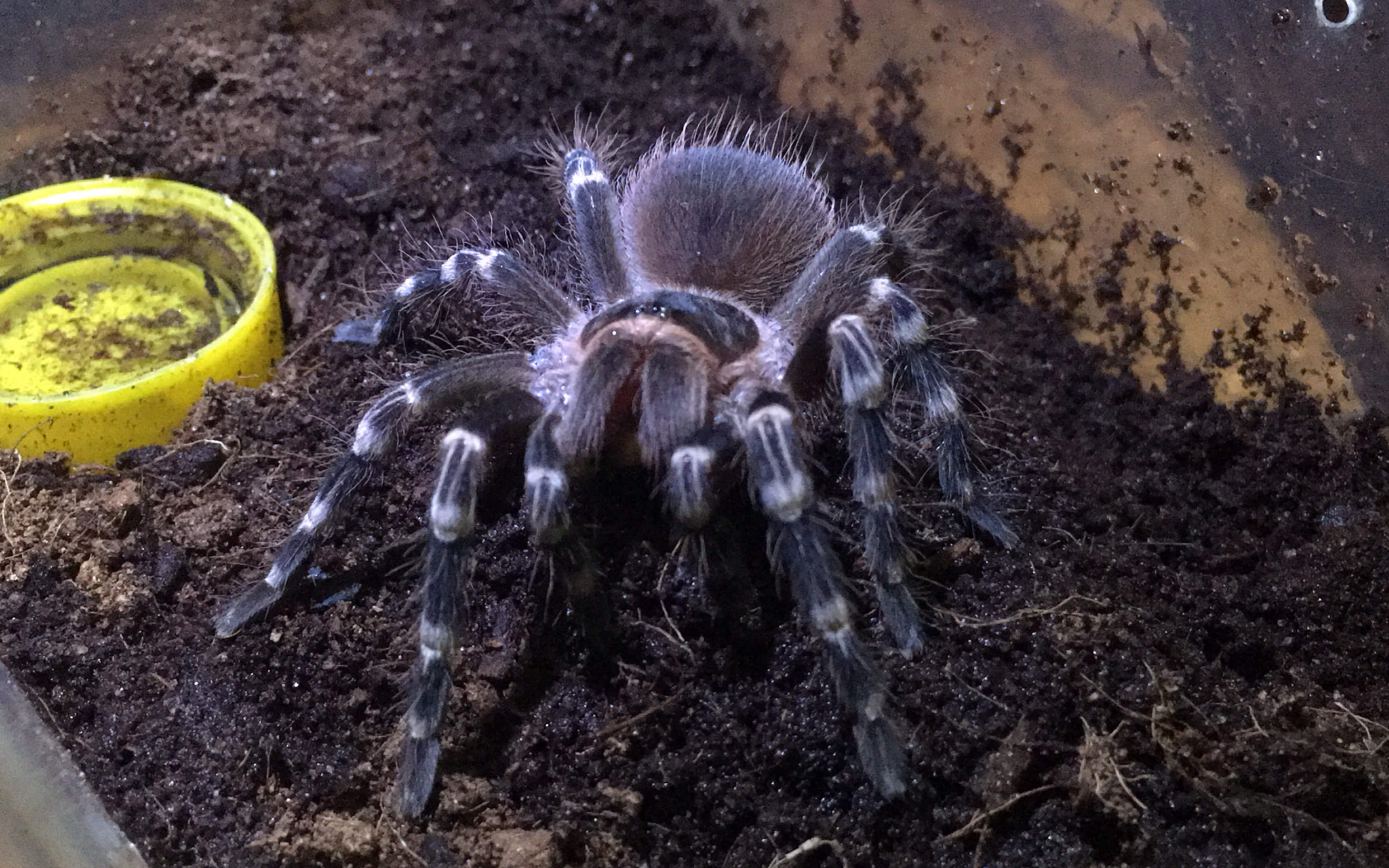 白7喂食_哔哩哔哩 (゜-゜)つロ 干杯~-bilibili