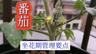 番茄坐花期，做好这几点，家里种五六颗都吃不完