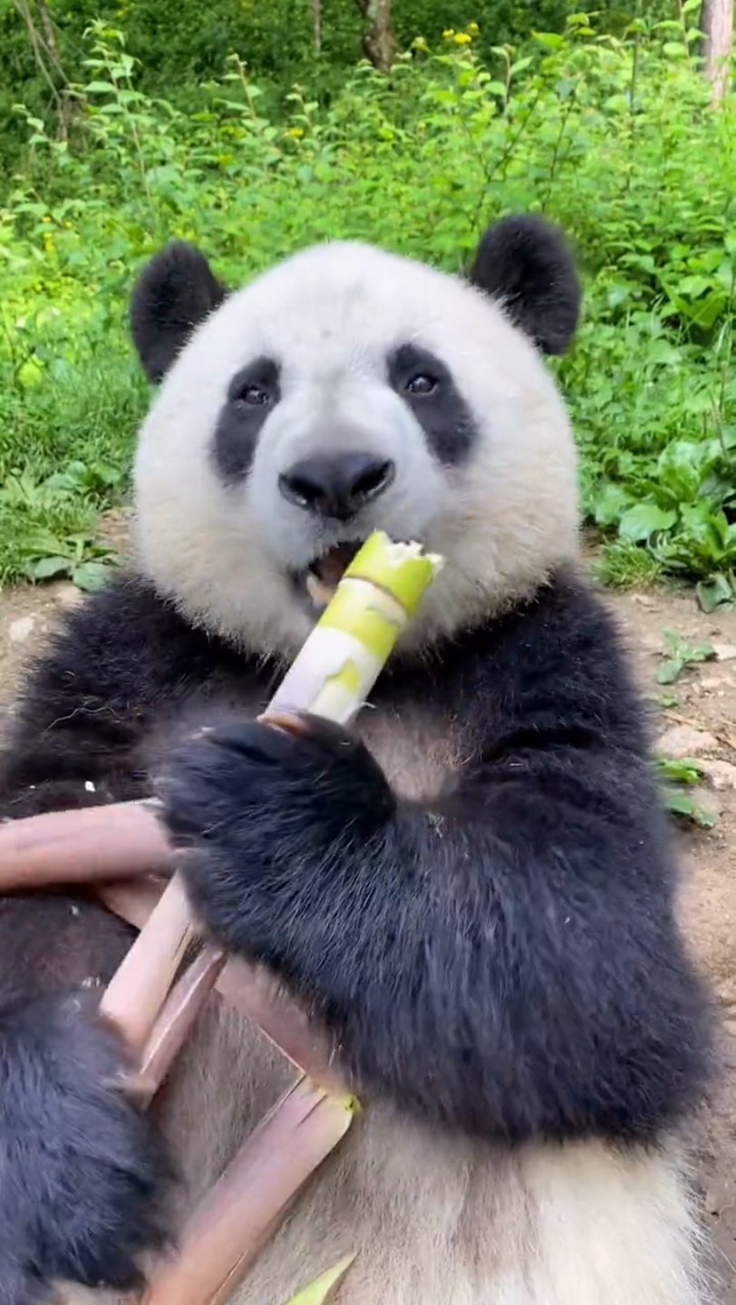 大熊猫吃笋专业户