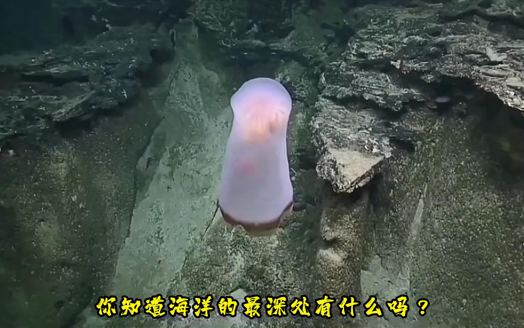 [图]你知道海洋的最深处有什么吗？#深海生物#海底世界#海洋生物#神秘#涨知识#科普