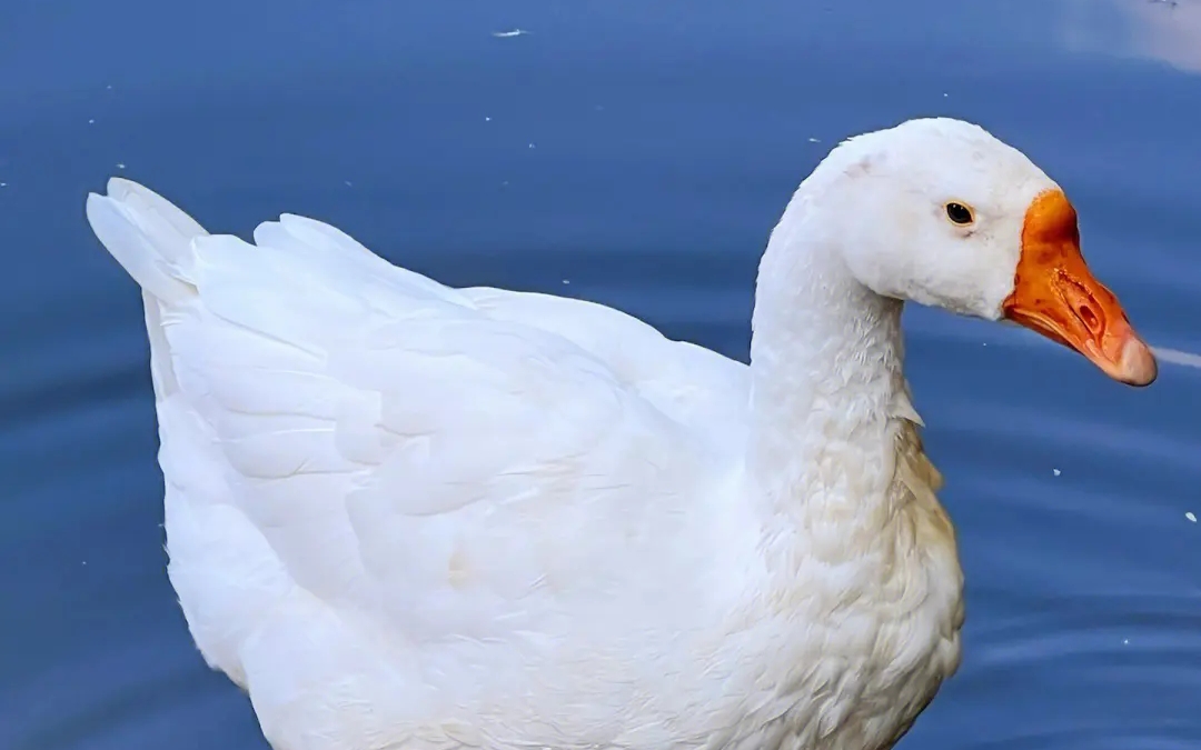 【动物观察局】可爱的鸭子嘎嘎嘎