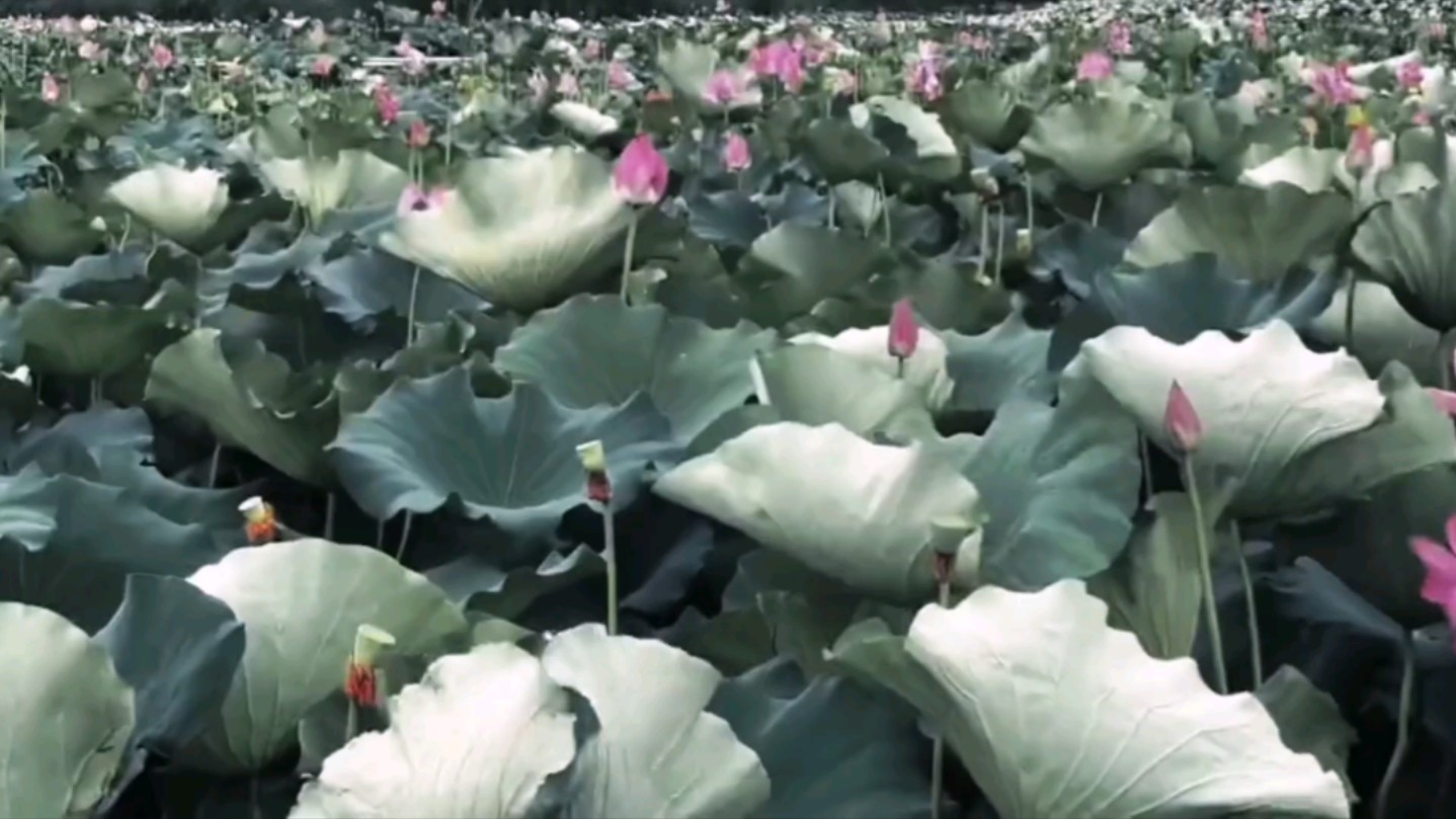 "谁说不想回云梦了我做梦都想回到莲花坞"