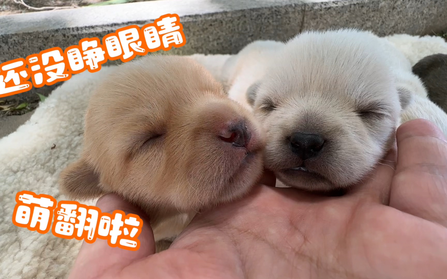 出生十四天的小奶狗,还没睁开眼睛,睡着的样子萌翻啦