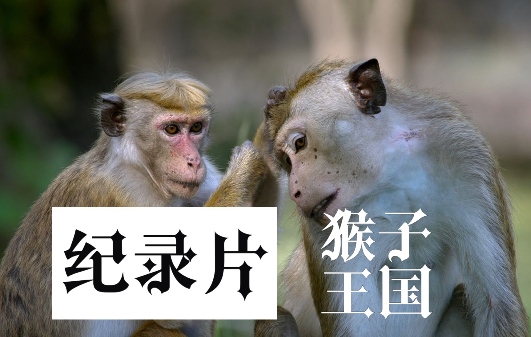 【高分纪录片】猴子王国 Monkey Kingdom | 镜头太美 故事完整 | 双语字幕哔哩哔哩bilibili