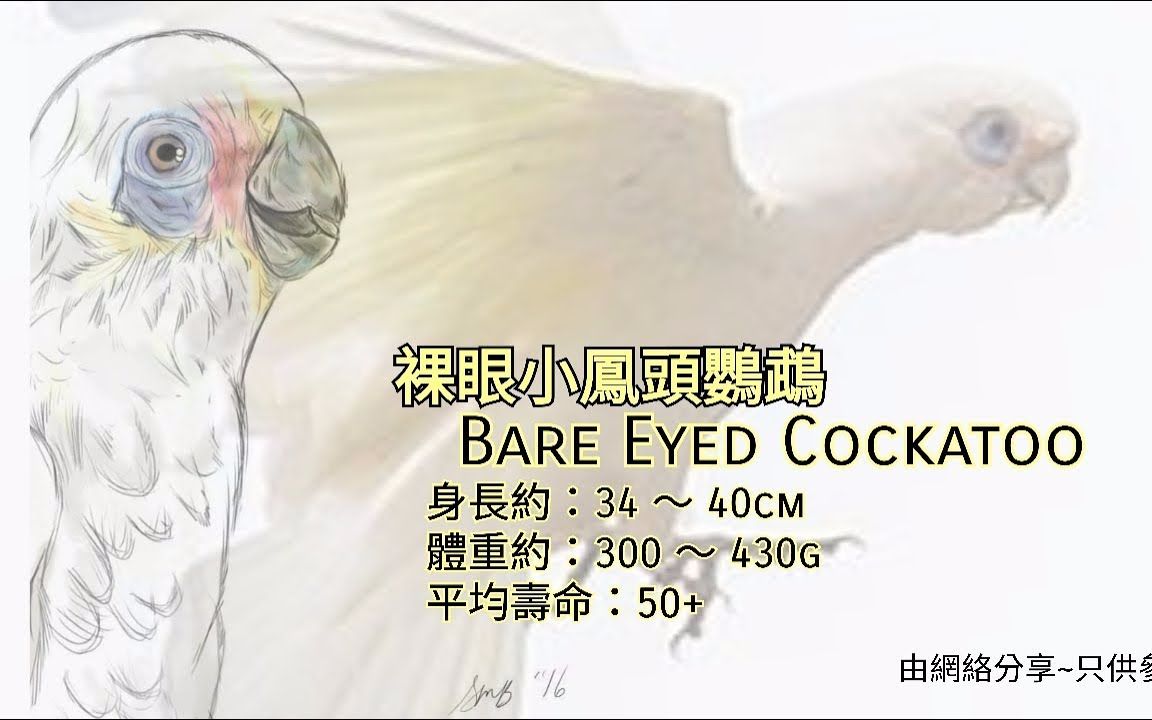 鹦鹉品种分享介绍 ~裸眼小凤头鹦鹉 ~ Bare Eyed Cockatoo哔哩哔哩bilibili