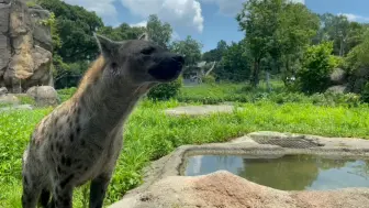 Tải video: 今天是中国旅日鬣狗，小花十岁的生日。小花生日快乐！