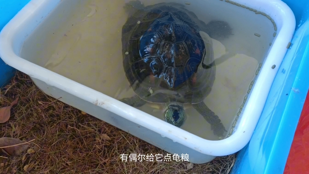 这只养在水中的水龟吗