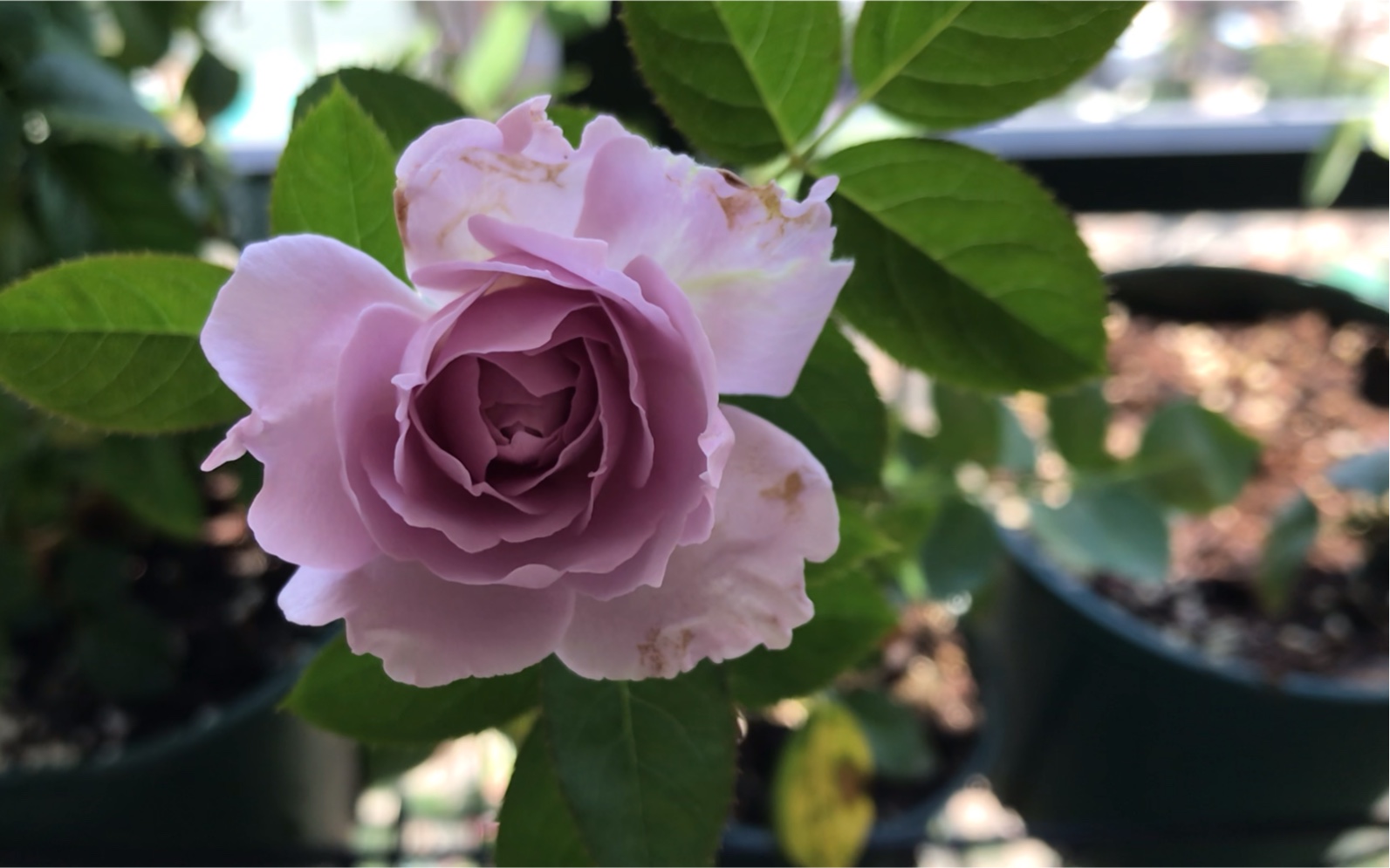 两广月季 空蒙 广东月季