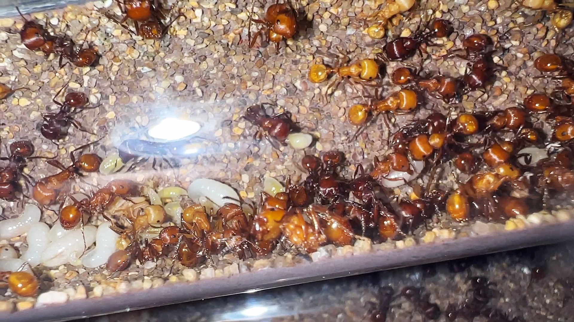 巴巴特斯石竹蚁 红胡须蚁 颜色还是挺漂亮的