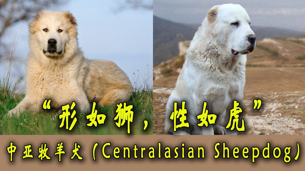 "形如狮、性如虎"——中亚牧羊犬(Centralasian Sheepdog)哔哩哔哩bilibili