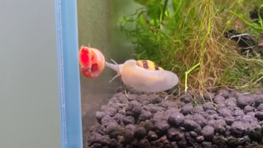 杀手螺捕食苹果螺06