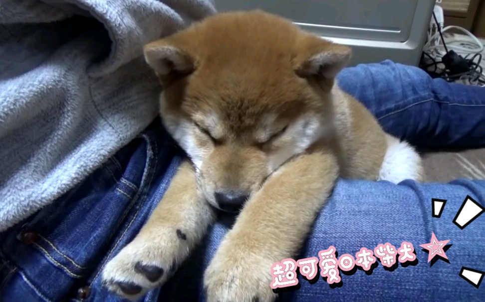 【日本柴犬】超可爱的日本柴犬天天 成长记录 第一年特辑第一卷哔哩哔哩bilibili