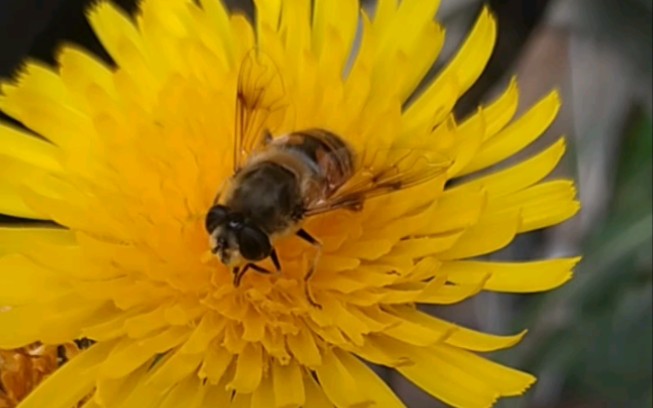 长尾管蚜蝇 eristalis tenax