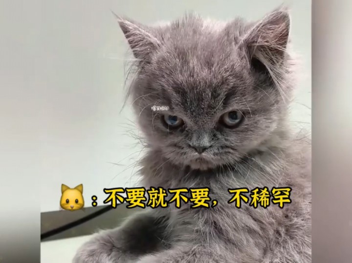 谁能拒绝傻憨憨的小猫咪#憨憨小猫咪哔哩哔哩bilibili