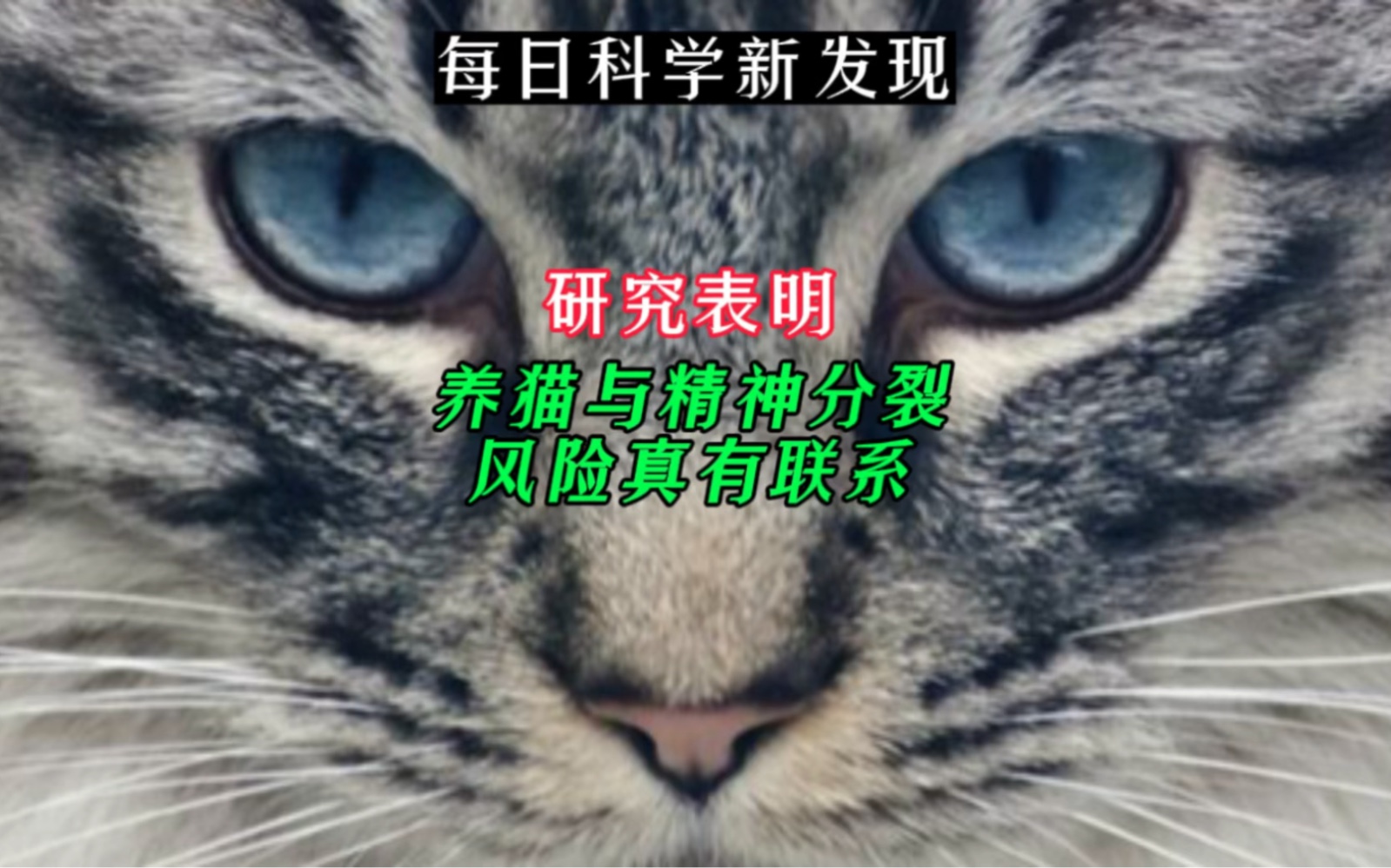 【每日科学新发现】研究表明:养猫与精神分裂风险真有联系哔哩哔哩bilibili