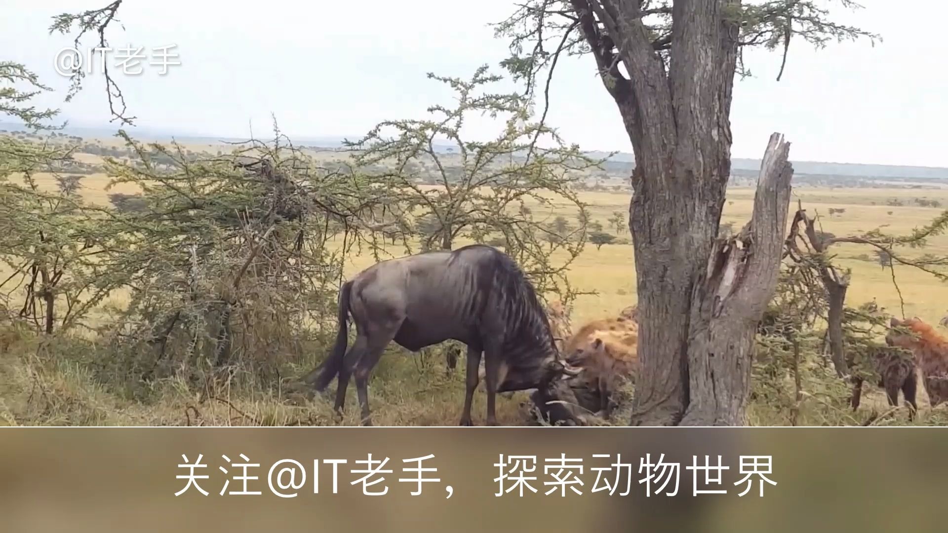 [图]两只角马打架缠在一起，眼睁睁看着对手被鬣狗活吃！