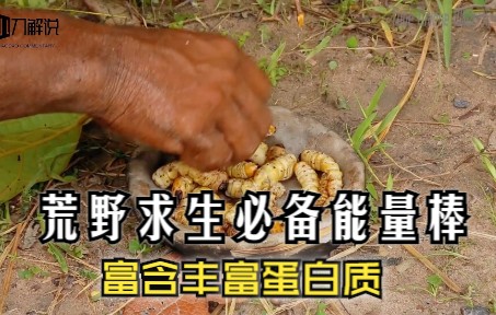 你敢吃吗?被称为荒野求生能量棒的爆浆虫,补充蛋白质全靠它哔哩哔哩bilibili