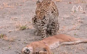 Скачать видео: 【猎捕】花豹遭遇狞猫，非洲猫科二哥猎杀四哥