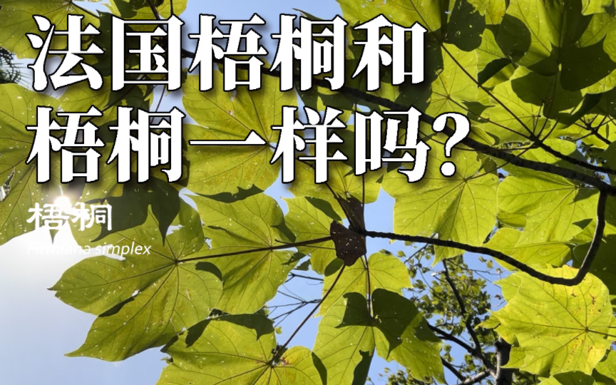 法国梧桐可不是梧桐,希望以后不对对着法国梧桐叫它梧桐啦.哔哩哔哩bilibili