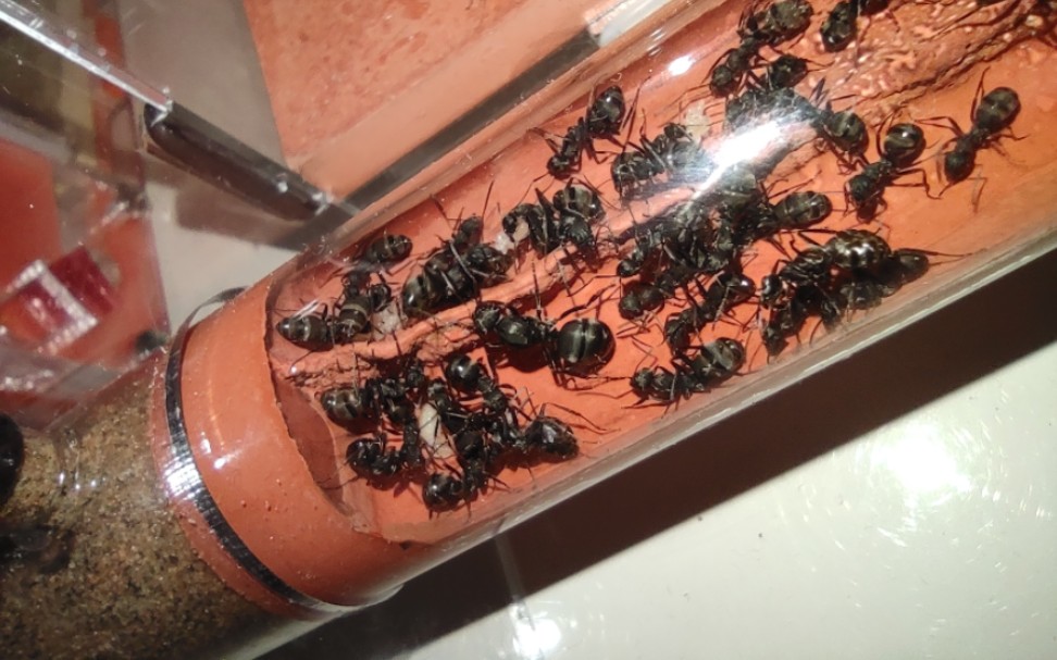 灰褐蚁围攻日本弓背蚁蚁后_哔哩哔哩_bilibili